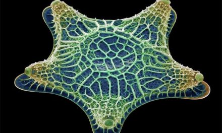 Le Diatomee ed i vari ambienti acquatici